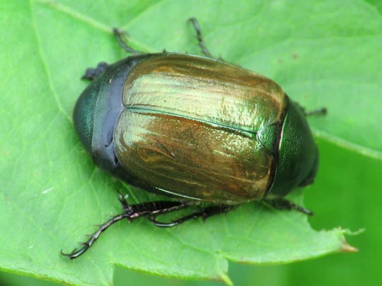 Anomala dubia, Kleiner Julikäfer