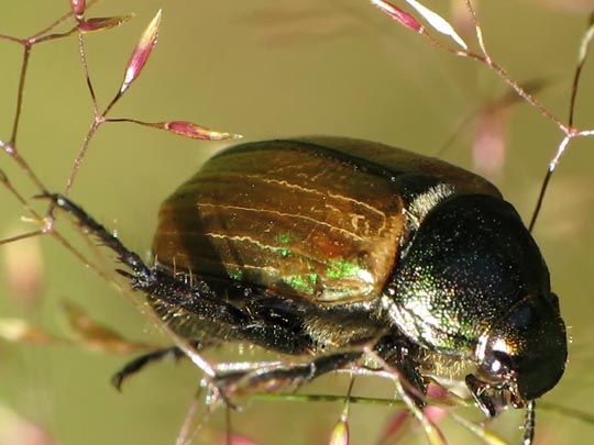 Anomala dubia, Kleiner Julikäfer