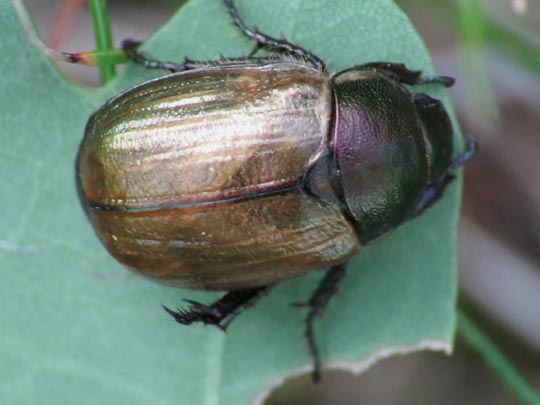 Anomala dubia, Kleiner Julikäfer