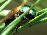 Anomala dubia, Kleiner Julikäfer