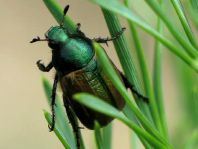 Anomala dubia, Kleiner Julikäfer