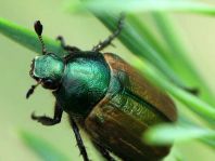 Anomala dubia, Kleiner Julikäfer
