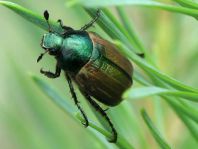 Anomala dubia, Kleiner Julikäfer