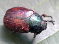 Anomala dubia, Kleiner Julikäfer