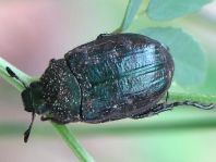 Anomala dubia, Kleiner Julikäfer