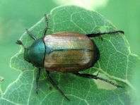 Anomala dubia, Kleiner Julikäfer