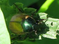 Anomala dubia, Kleiner Julikäfer