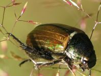 Anomala dubia, Kleiner Julikäfer