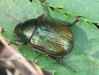 Anomala dubia, Kleiner Julikäfer