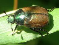 Anomala dubia, Kleiner Julikäfer