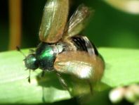 Anomala dubia, Kleiner Julikäfer
