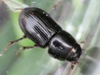 Aphodius sp.