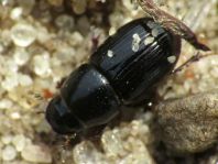Aphodius sp.