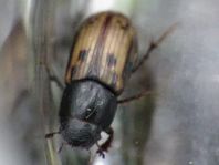 Aphodius distinctus