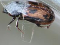 Aphodius sp.