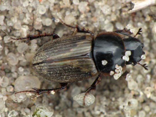 Aphodius prodromus