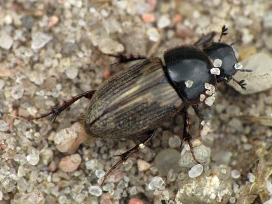 Aphodius prodromus
