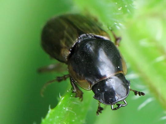 Aphodius sp.