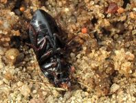 Aphodius prodromus