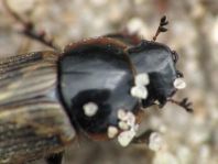 Aphodius prodromus