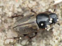 Aphodius prodromus