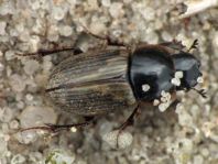Aphodius prodromus