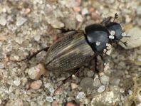 Aphodius prodromus