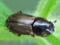 Aphodius sp.
