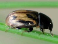 Aphodius distinctus