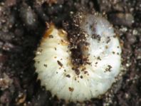 Cetonia aurata, Gemeiner Rosenkäfer