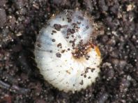 Cetonia aurata, Gemeiner Rosenkäfer