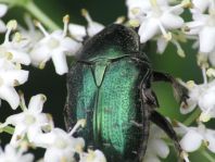 Cetonia aurata, Gemeiner Rosenkäfer