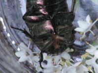 Cetonia aurata, Gemeiner Rosenkäfer