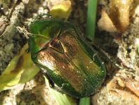 Cetonia aurata, Gemeiner Rosenkäfer