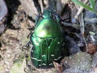 Cetonia aurata, Gemeiner Rosenkäfer