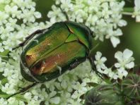 Cetonia aurata, Gemeiner Rosenkäfer