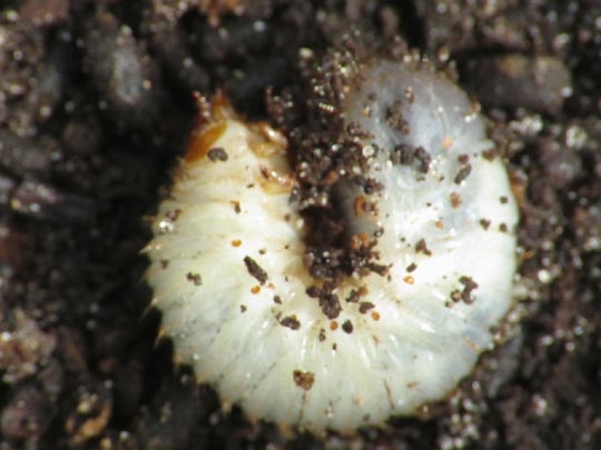 Cetonia aurata