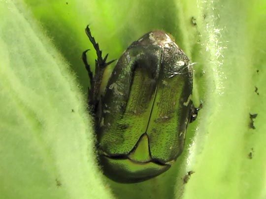 Cetonia aurata