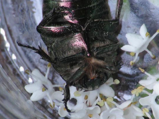 Cetonia aurata
