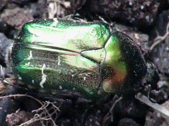 Cetonia aurata