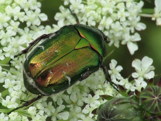 Cetonia aurata