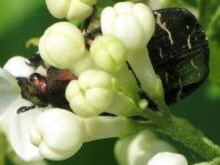 Cetonia aurata, Gemeiner Rosenkäfer