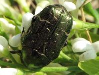 Cetonia aurata, Gemeiner Rosenkäfer