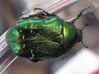 Cetonia aurata, Gemeiner Rosenkäfer