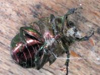 Cetonia aurata, Gemeiner Rosenkäfer
