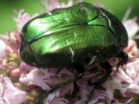 Cetonia aurata, Gemeiner Rosenkäfer