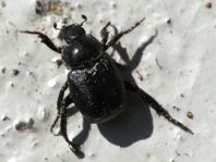 Hoplia