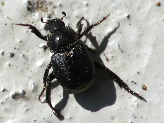 Hoplia