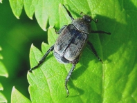 Hoplia