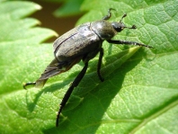 Hoplia